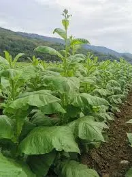 Tobacco leaf grading equipment - Pre-processing and quality sorting machinery